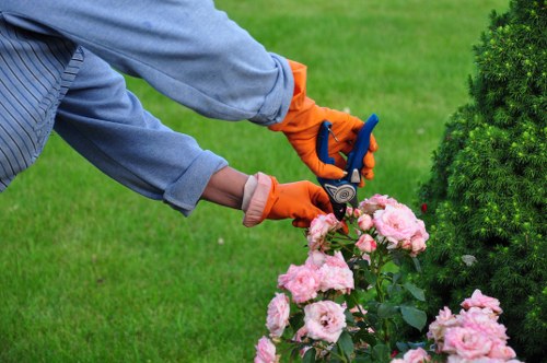 A gardener wearing a light grey long-sleeved shirt and bright orange gloves is tending to a flowering shrub in a well-maintained garden, with a backdrop of lush green grass, a neatly trimmed hedge, and a small coniferous bush. The shrub has abundant pink blossoms, and the gardener is using pruning shears to carefully trim or shape the plant. The garden area appears organized and healthy, featuring a vibrant combination of natural plant colors and well-kept foliage, set outdoors on a bright, clear day that highlights the freshness and vitality of the garden. This type of gardening activity supports lawn and garden maintenance services offered by companies such as Lawn Mowing Hanwell, providing a professionally landscaped outdoor space that complements residential or commercial properties in the Hanwell area, within postcode W7. The scene emphasizes attentive gardening care with attention to detail in plant pruning in a clean and inviting outdoor environment, reflecting proper garden management practices suitable for local gardening services.